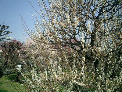 CIMG0036