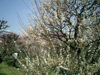 CIMG0036